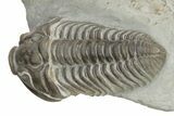 Long Prone Flexicalymene Meeki Trilobite - Monroe, Ohio #224889-2